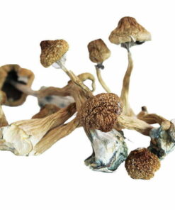African Transkei Mushroom