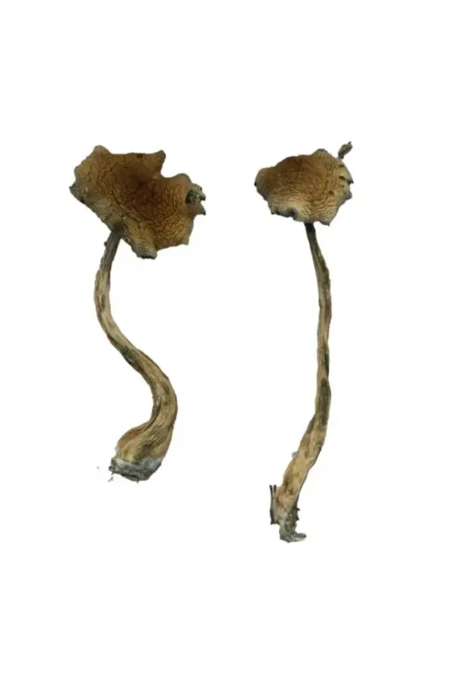 Alacabenzi Magic Mushrooms Online