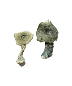Albino Cambodians Magic Mushrooms for Mindful Journeys
