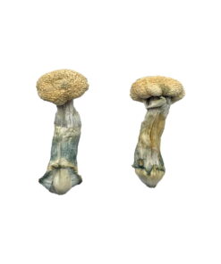 Treasure Coast Mushroom