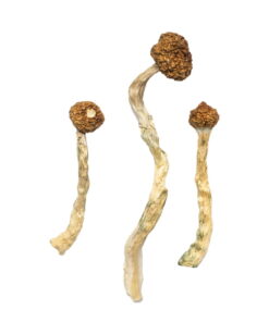 Arenal Volcano Mushrooms