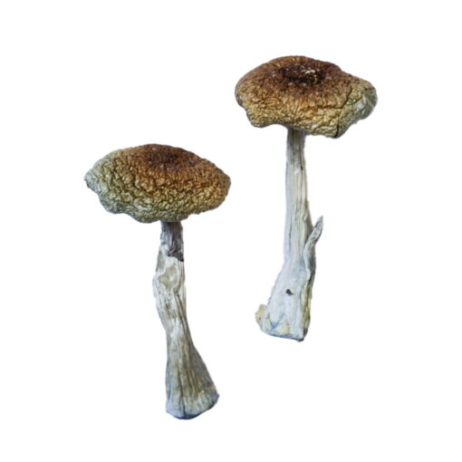 Psilocybe Aztecorum Magic Mushroom - Image 2