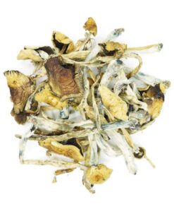 Golden Teacher Mushrooms
