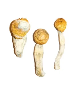 Penis Envy Shrooms