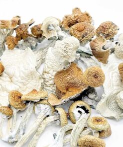 MAGIC MUSHROOMS